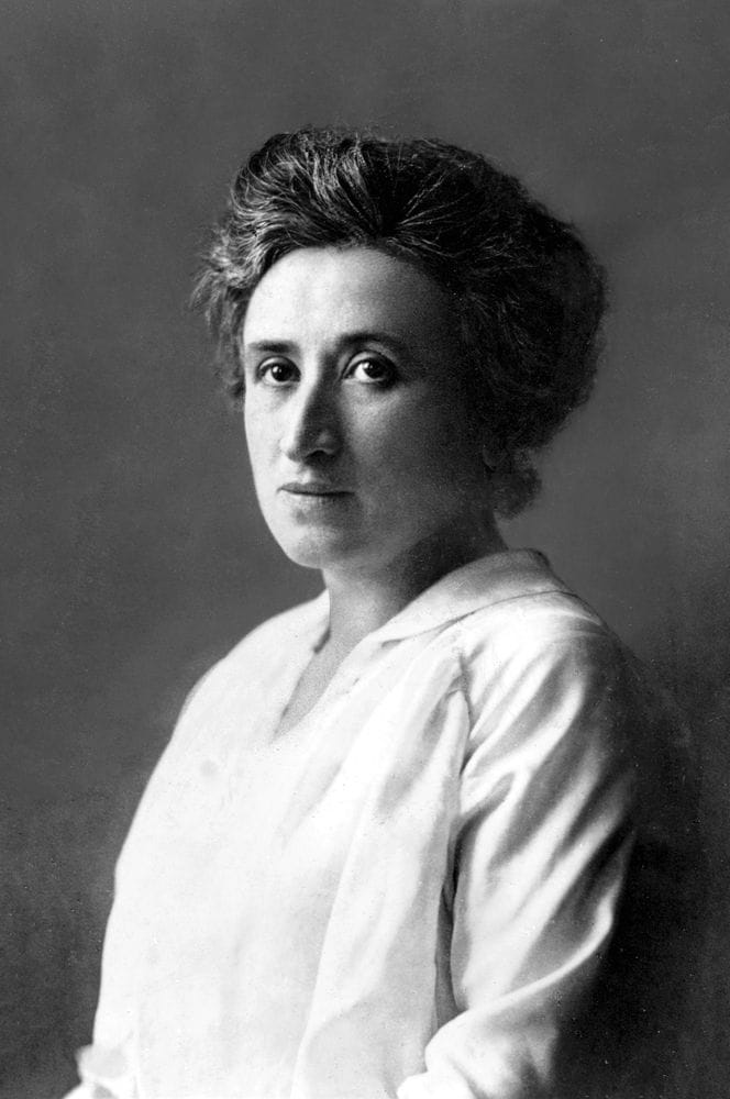 Rosa laxa